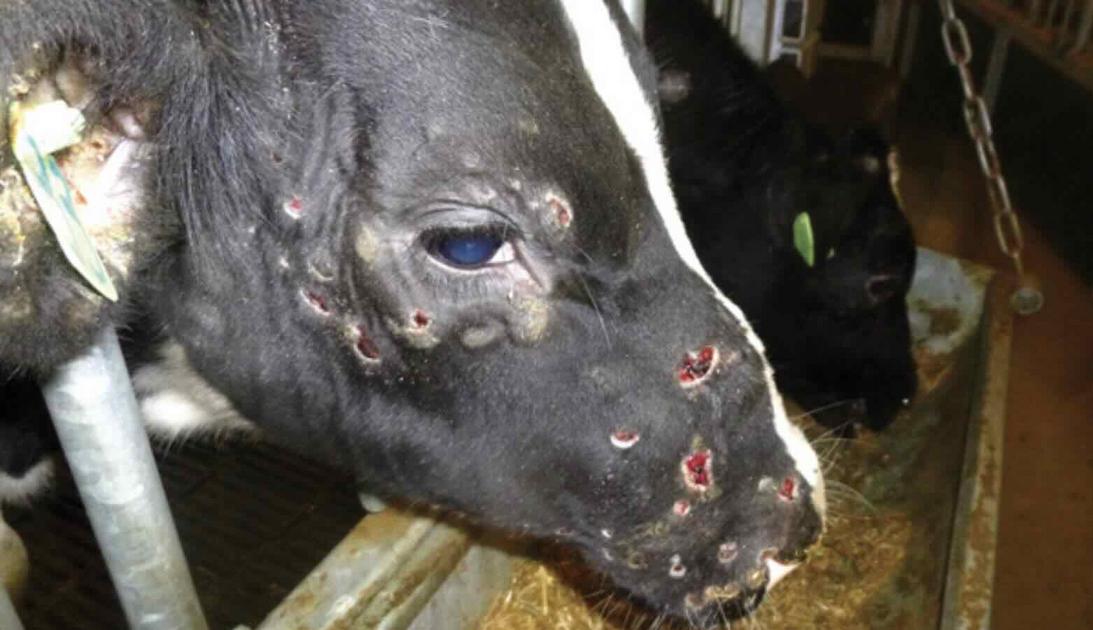 MaitreGerard's tweet image. 🇫🇷La dermatose nodulaire progresse. 

C&apos;est la raison pour laquelle il est essentiel de ne pas engager une vraie campagne de vaccination. C&apos;est tellement plus drôle d&apos;euthanasier des troupeaux entiers !

@Agri_Gouv 
@OABA_Off 
@L214 
@Anses_fr 

leprogres.fr/economie/2025/…