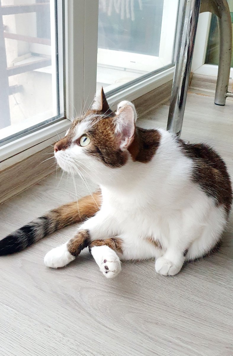 Не треба вчити на лоток. Не гонить по квартирі. Не ходить по голові о 5ій ранку. Стерилізована. Вакцинована. Оброблена від паразитів. Лише треба корм і людина, яка стане для неї сім'єю. ЛЬВІВ.