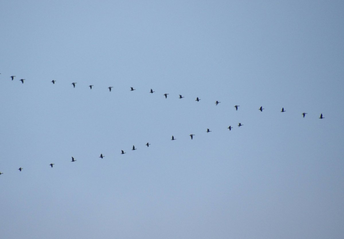 HPaluste's tweet photo. The geese are leaving
#birds #birdsmigration #BIRDSTORY https://t.co/HV4c0o75sY