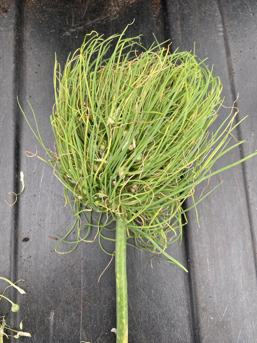 Medwyn Williams tweet media