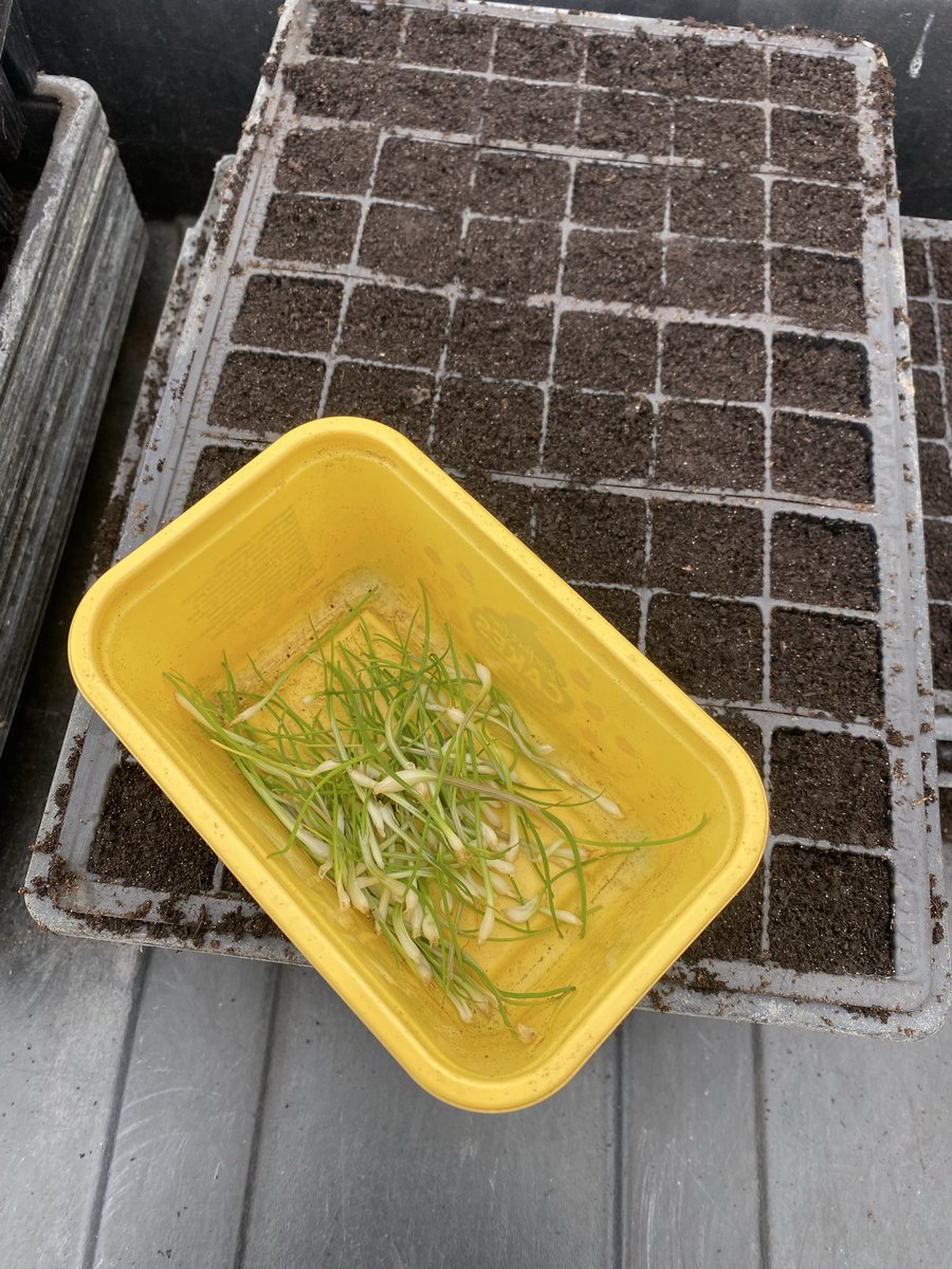 Medwyn Williams tweet media