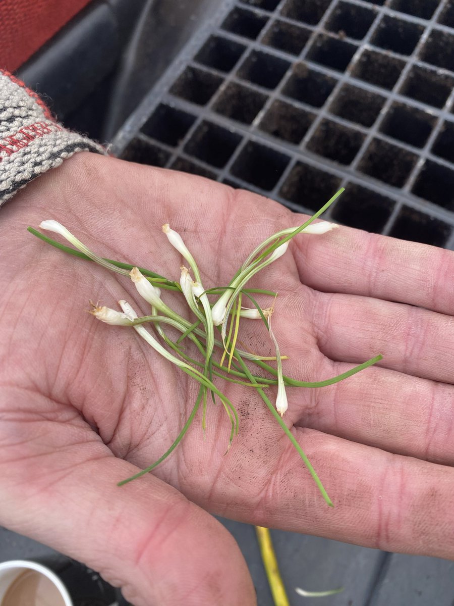 Medwyn Williams tweet media