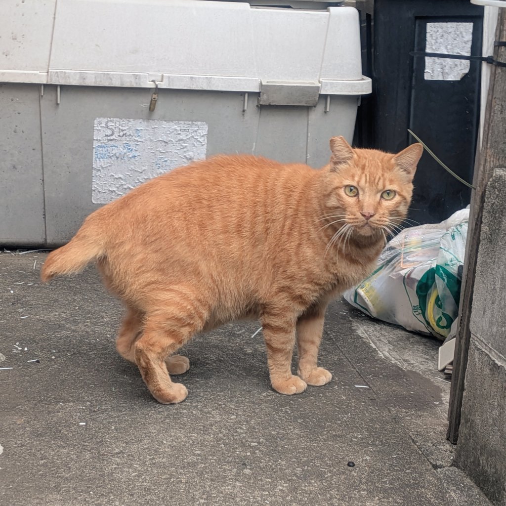 最近目を合わせてくれなかった三毛さんがやっとこっち見てくれた🐱
うれしい(இдஇ)

黒さんもいた
いつもキシャってくる子まで
ついに猫確変入ったか🐱