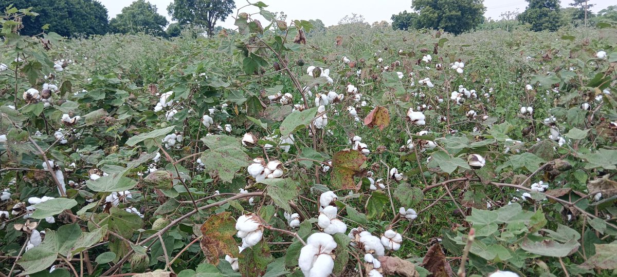 Most of cotton crop has sprouted but cannot be harvested due to lack of labor. Currently,soybean crop season is in full swing &amp; all the laborers are harvesting. Laborers will not be available untill soybean season ends. Today, real need is for mechanization in cotton cultivation.