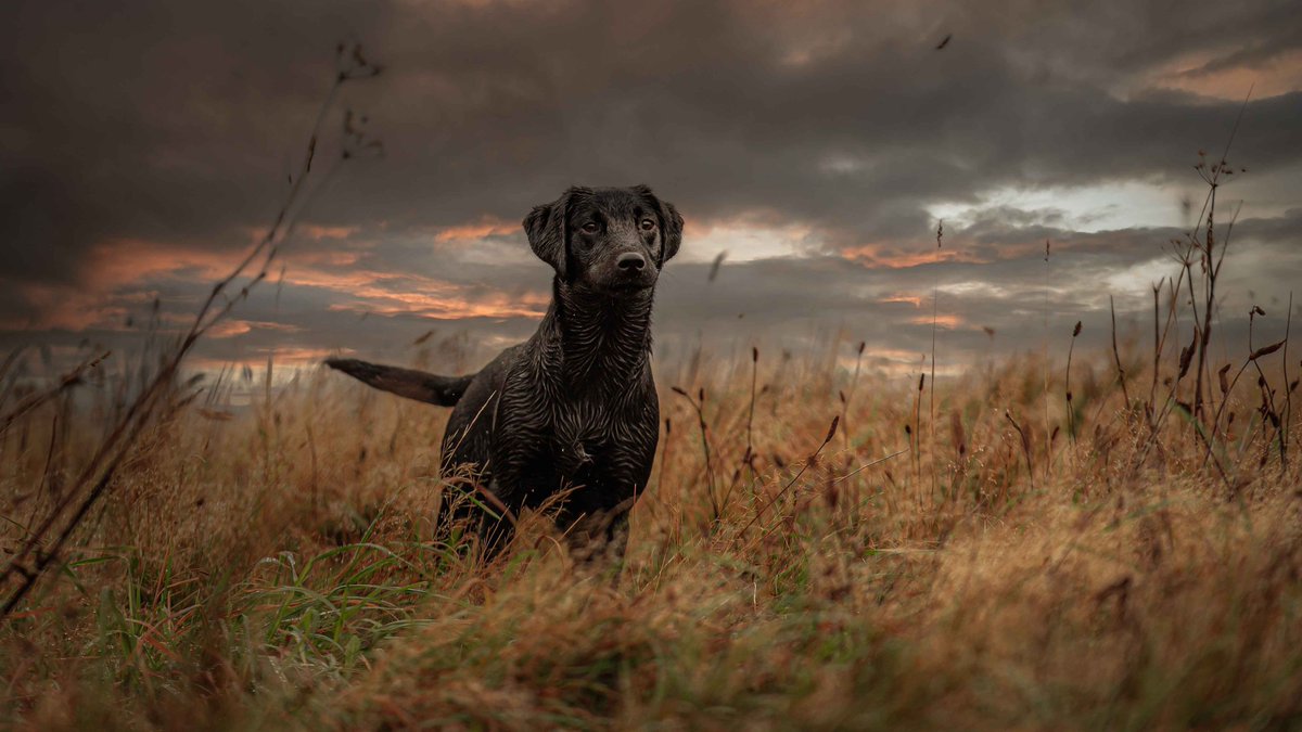 Isle Of Man Prison Dog Section (@dhkeith) on Twitter photo 