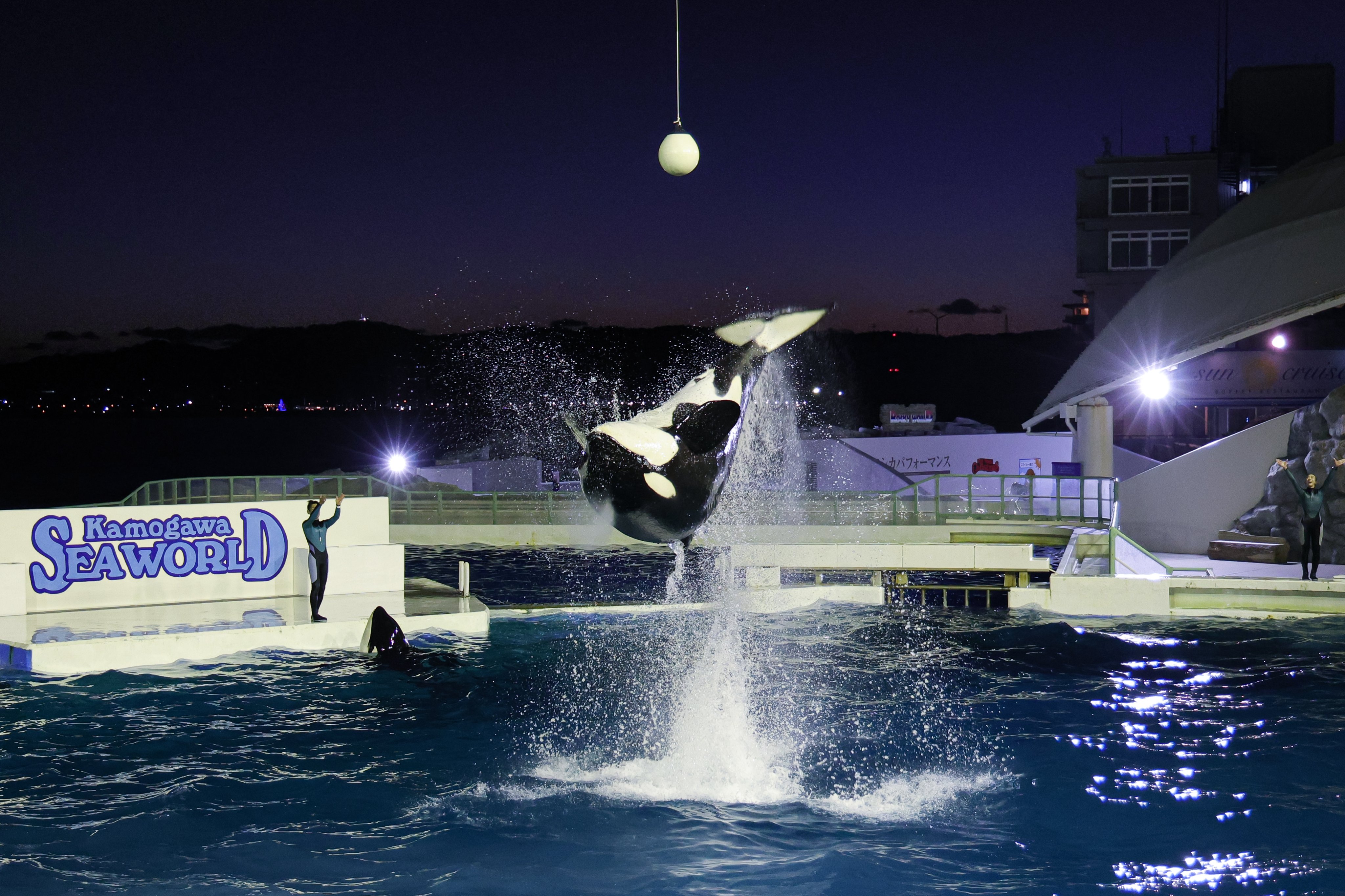 鴨川シーワールド【公式】 on X: 