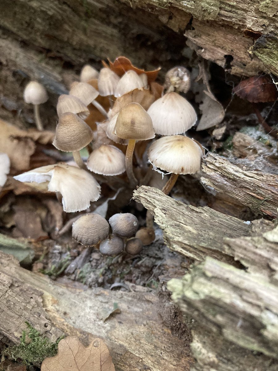 Deadwood is not dead