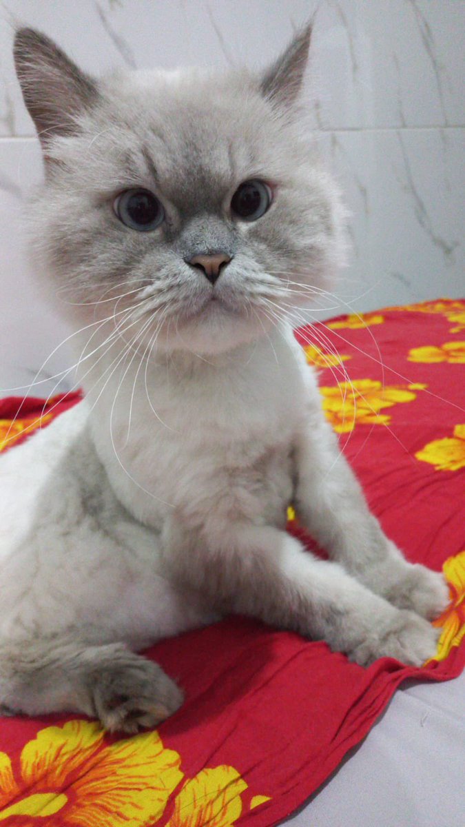 HALOOOO AKAK-AKAK!!! Abel hibernasi sekian lama untuk mendapatkan wangsit di Gua. Keluar Gua malah jamuran jd dibotakin deh sama mba🤣