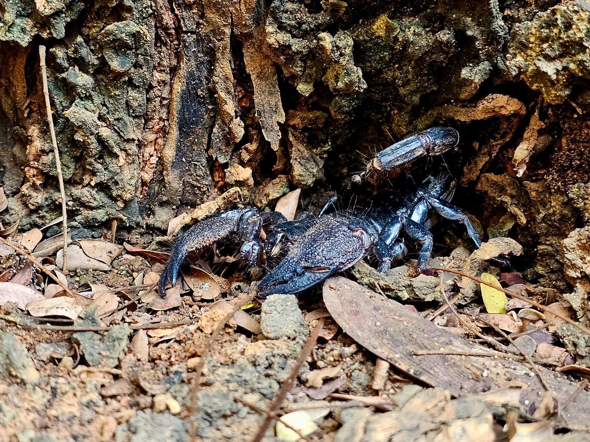 voknewsgh's tweet photo. A scorpion was spotted on the KNUST Campus early this morning. A testament that KNUST is an ecosystem that houses and preserves biodiversity❗👀 https://t.co/sj7LASzvD3