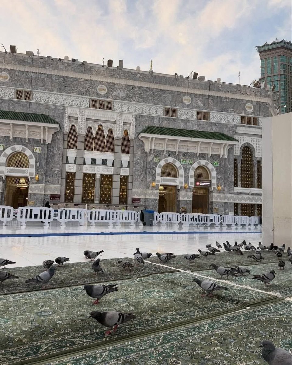 حمائم مطمئنة في رحابِ مكة 🕊