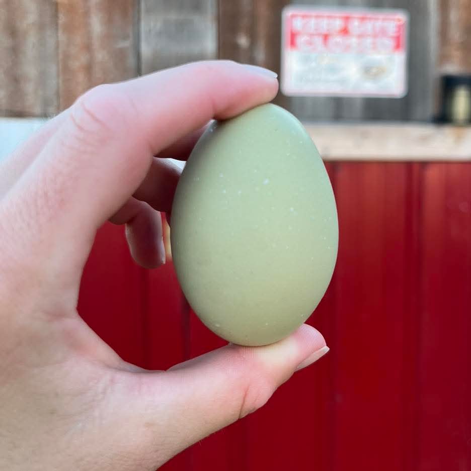 LayersSecret's tweet image. ✅The breed&apos;s origin is Chile, South America
✅Sometimes it lays green eggs
✅They have the characteristic eat tufts 

#FunFactWednesday #bluegg #greenegg #aracuana #chickenbreed #secretlayers