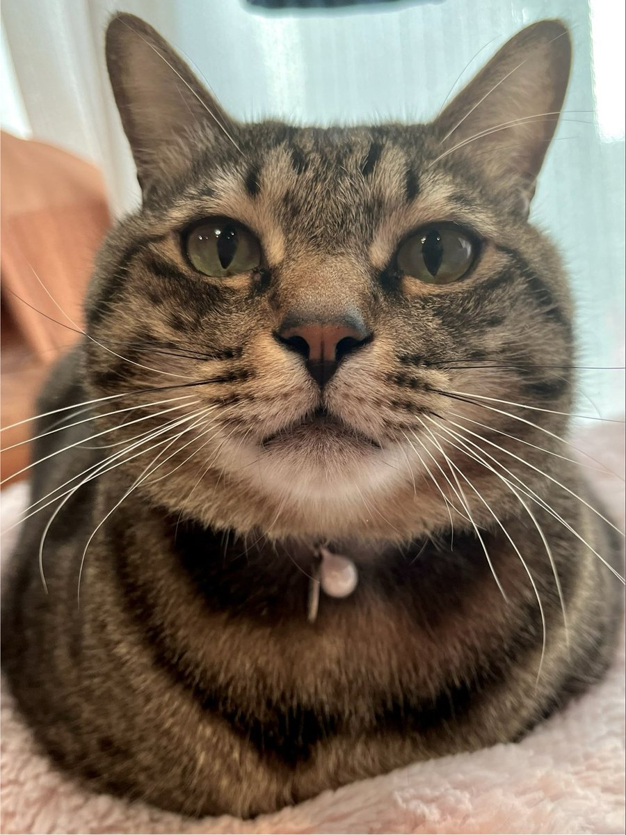 ただの猫好き (@chitakohaku) / Posts / X