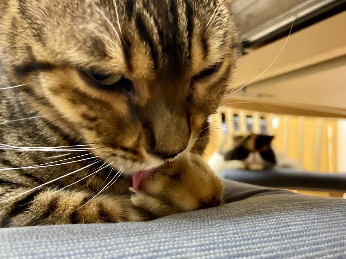 catcafenyankoto's tweet image. 遊んでくれるお客様を舌なめずりしながら待ってるよ〜♪
#にゃんこと #猫カフェ #猫