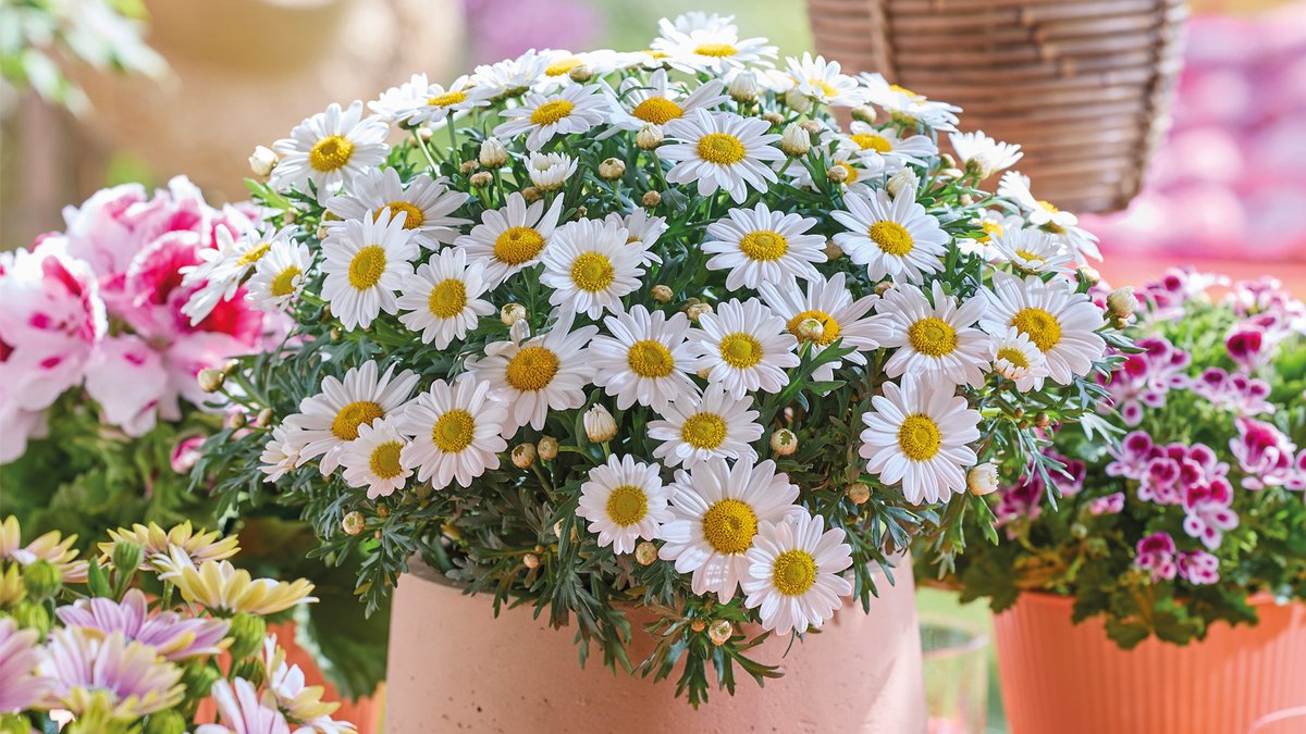 Earley Ornamentals tweet media