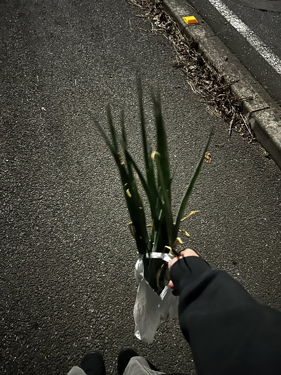 家から歩いて5分ほどの畑でネギ収穫して帰るところ。DNA聴きながら帰る。