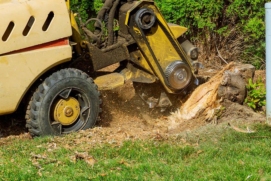 SesmasTree's tweet image. Stump Grinding Services

So, you have had a tree removed or you plan on removing a tree. What do you do about the stump? You have got two options: you either remove the stump along with its roots or simply grind the stump down until it’s hidden in ...

sesmastreeservice.com/stump-grinding…