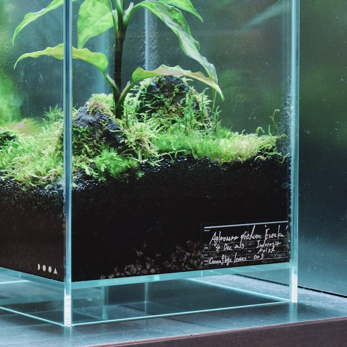 ada_lab_umeda's tweet image. ADA LAB PRODUCTS
: LABEL STICKER

ガラスポットなどのガラスケースに貼って使用するラベルステッカーです。
油性ホワイトマーカーで植栽した植物のデータを書き込むことにより、植物の入手情報を正確に管理できます。

#adalab #adalabumeda #ada