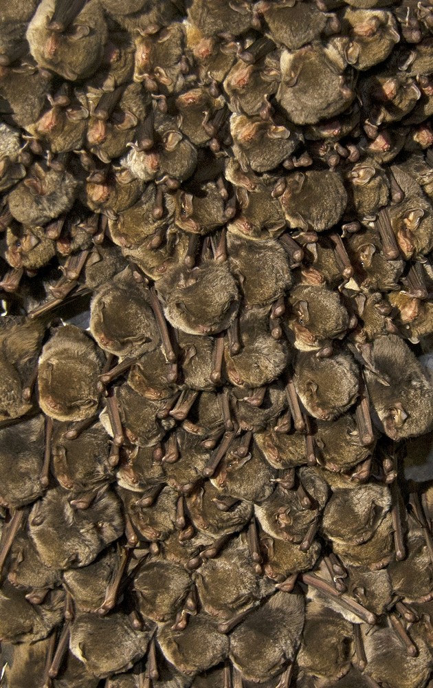 Expertos de #Gibraltar y #Marruecos colaboran en un estudio sobre las migraciones de murciélagos
infogibraltar.com/comunicados/el…

<a href="/GibraltarMuseum/">The Gibraltar National Museum</a> <a href="/GibBats/">Gib-Bats</a> <a href="/CadiAyyadUniv/">Université CadiAyyad</a>