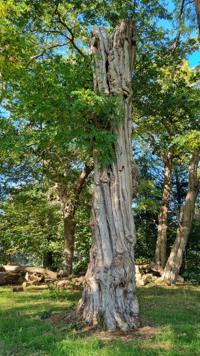 Painshill tweet media