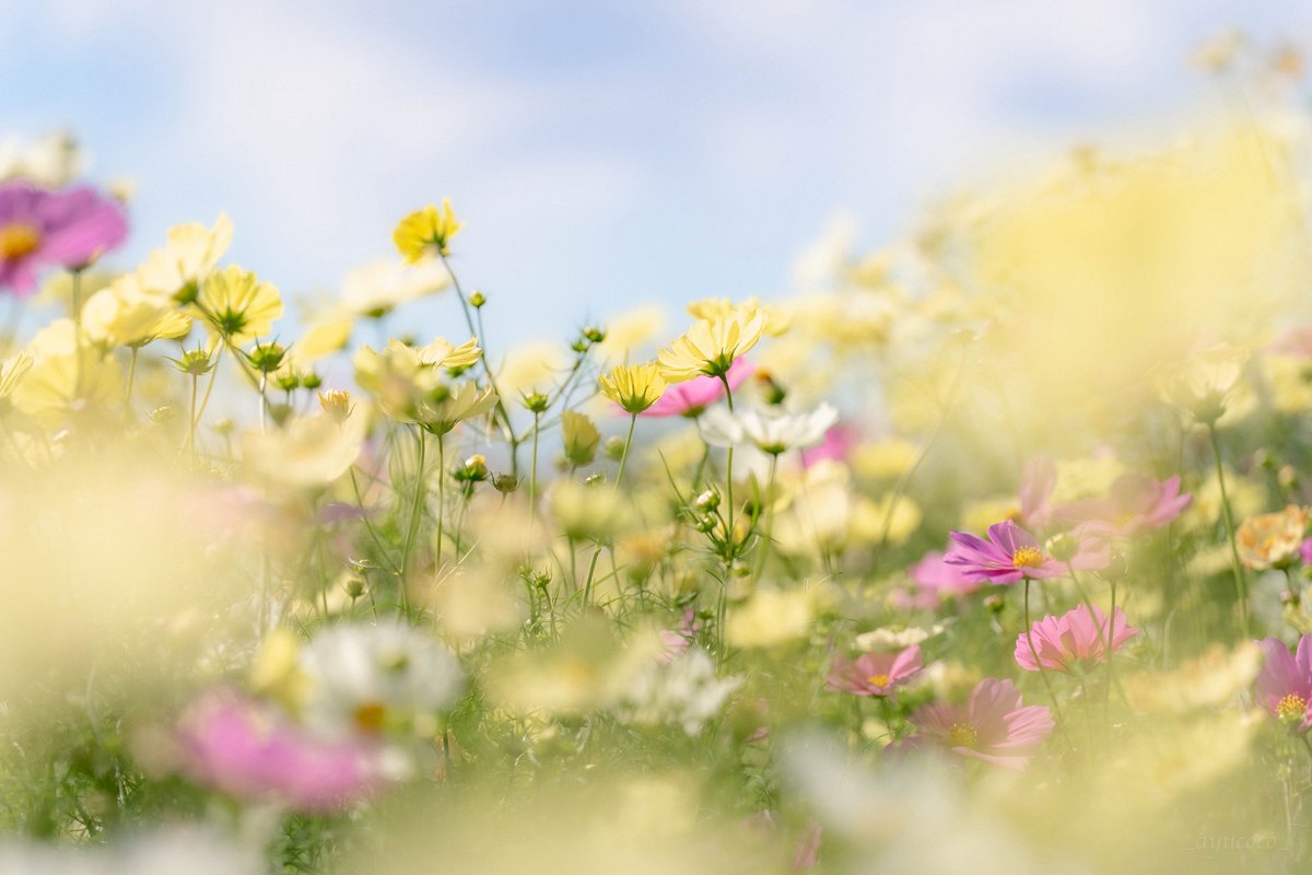 優しい時を𓂃𓈒𓂂𓇬

#TLを花でいっぱいにしよう  
#写真好きな人と繋がりたい