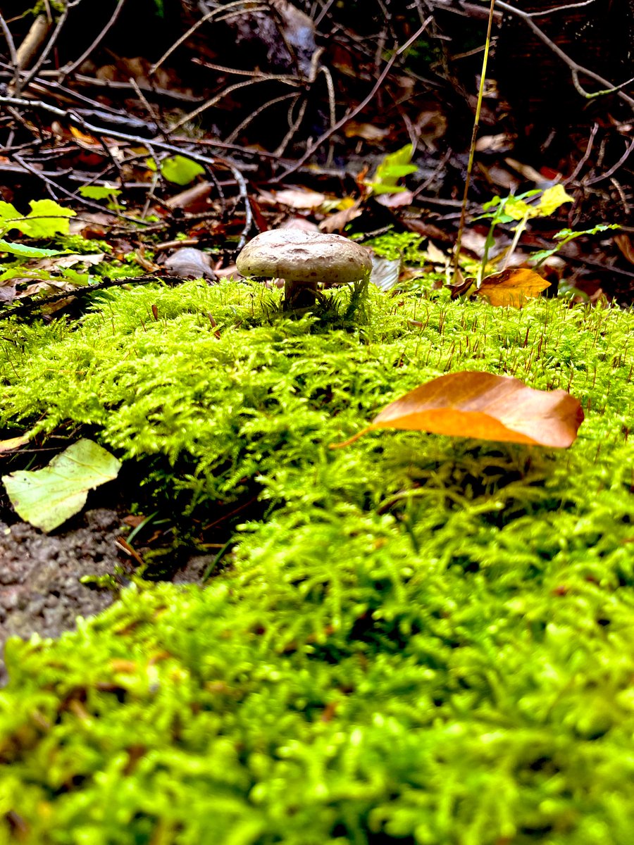 mreastwest's tweet photo. Another day another picture #fall #nature #mushroom #FOREST https://t.co/tRPagguE2z
