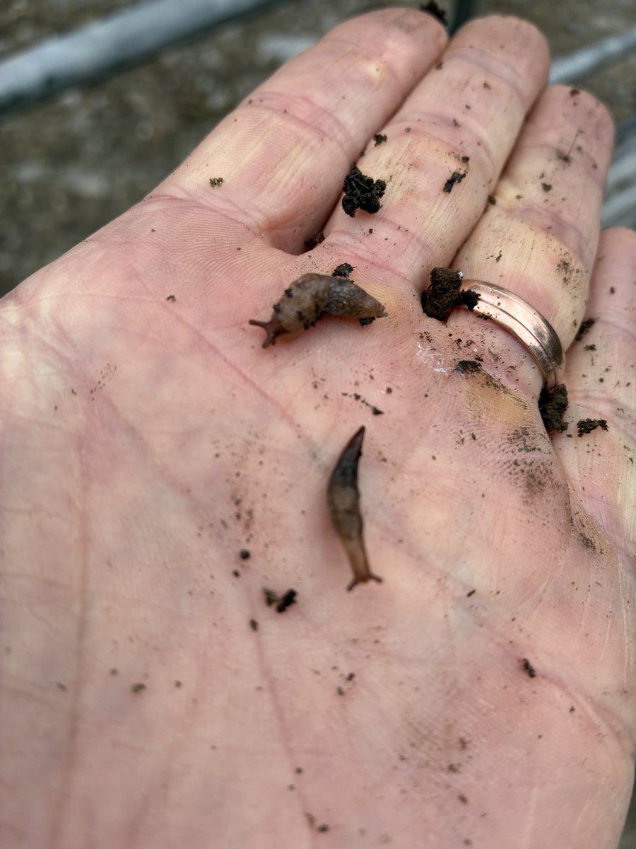 Out in a direct drilled field this morning which was coming up very patchy, did a little bit of digging only to discover these boys, doing a lot of harm particularly in the softer areas of the field so keep an eye out 🐌