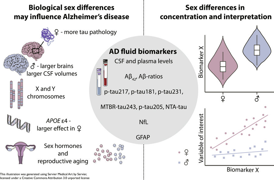 This is only a review on sex differences in fluid biomarkers in Alzheimer’s disease, but it highlights a crucial and often overlooked point: sex differences can manifest in multiple and unexpected ways.

For example, some biomarkers may show clear sex differences in their overall