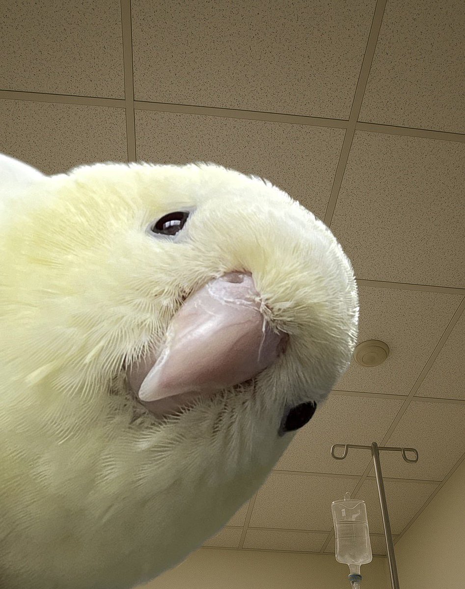johnny_de_ppa's tweet image. 目が覚めたようだな。