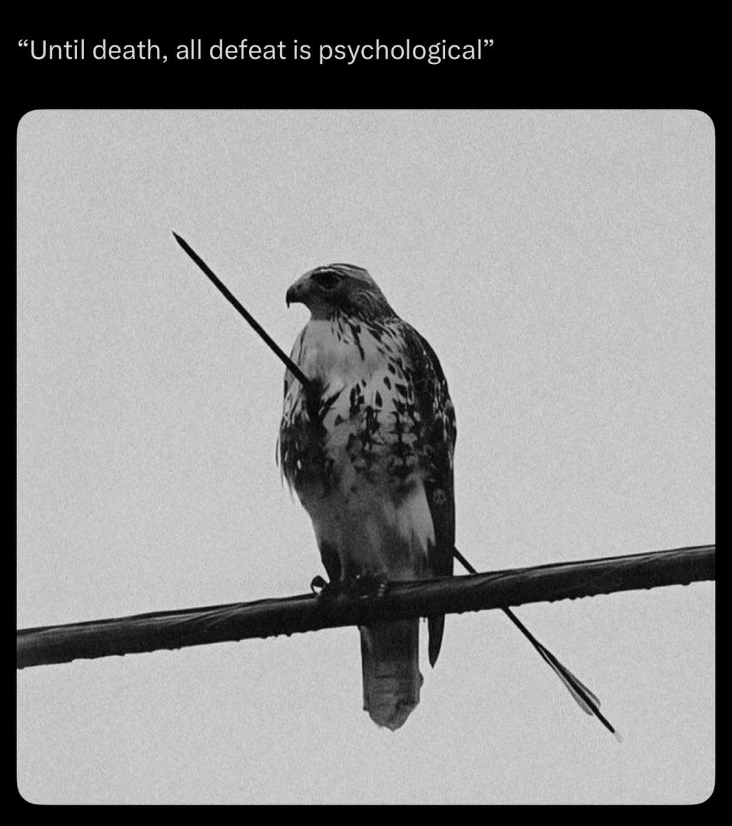gvofeyii's tweet image. To people showing up everyday.

Gm.