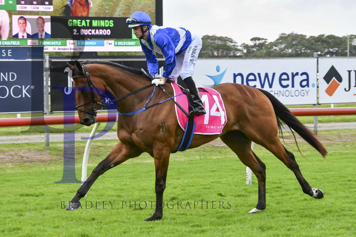 Minervini Racing (@minerviniracing) on Twitter photo KING'S DUTY (6g ex Shemai NZ) is engaged <a href="/ManningClub/">Manning Valley Race Club</a> (Taree) on Friday. Luke Rolls partners the son of EXOSPHERE in the $35,000 Krambach Cup over 1600m. <a href="/BaramulStud/">Baramul Stud</a> <a href="/mmsnippets/">Magic Millions</a> <a href="/Bradley_Photos/">Bradley Photos</a> <a href="/Oaklandsstud/">Oaklands Stud</a> KING'S DUTY (6g ex Shemai NZ) is engaged <a href="/ManningClub/">Manning Valley Race Club</a> (Taree) on Friday. Luke Rolls partners the son of EXOSPHERE in the $35,000 Krambach Cup over 1600m. <a href="/BaramulStud/">Baramul Stud</a> <a href="/mmsnippets/">Magic Millions</a> <a href="/Bradley_Photos/">Bradley Photos</a> <a href="/Oaklandsstud/">Oaklands Stud</a>