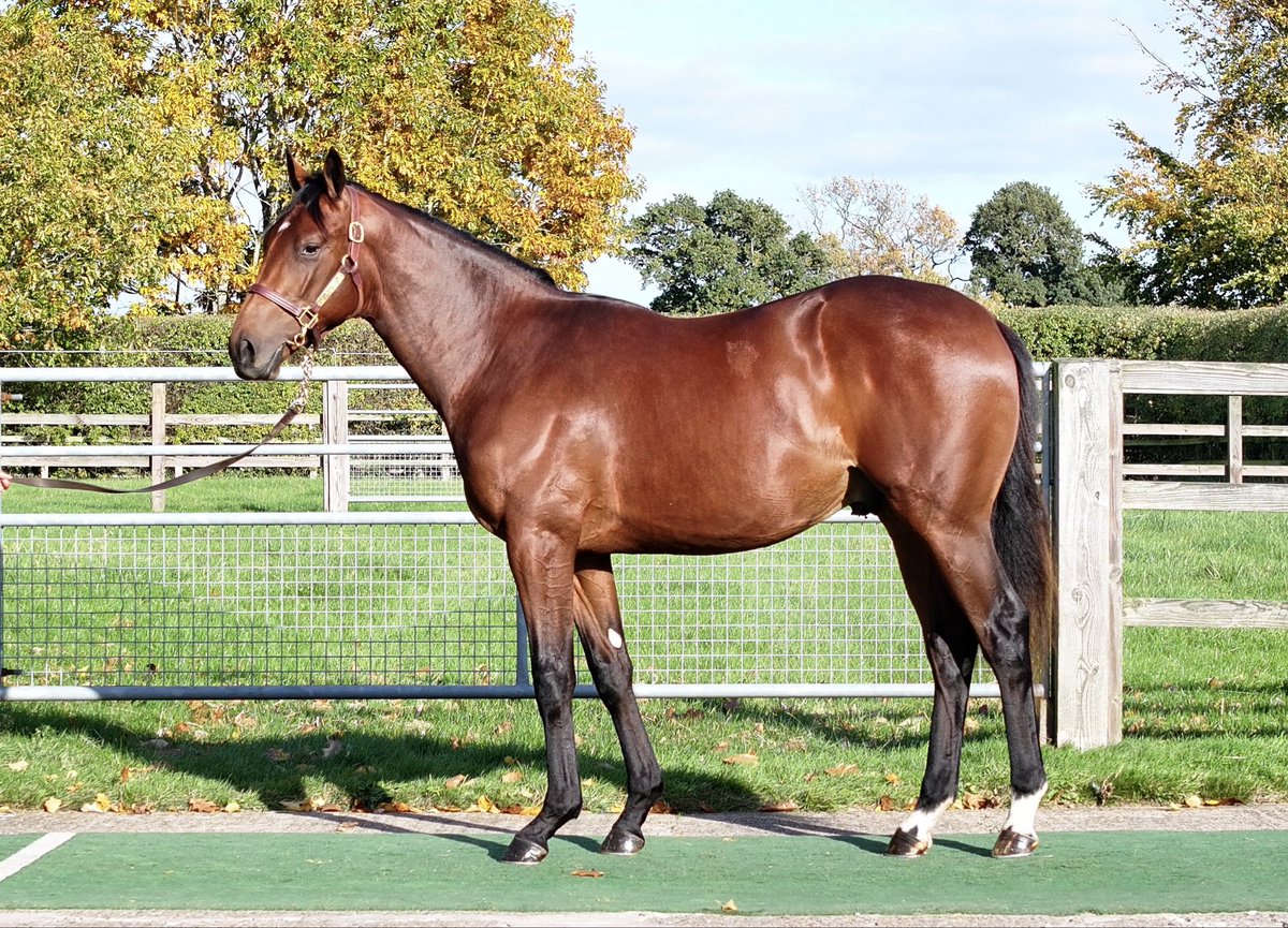 Car Colston Hall Stud tweet media