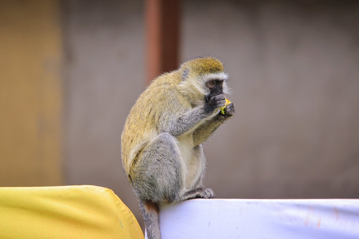 Golfing in Magical Kenya means sharing the fairway with nature’s finest 🐒.
These guys clearly didn't book a tee time⛳
#MagicalKenya #EaSwing