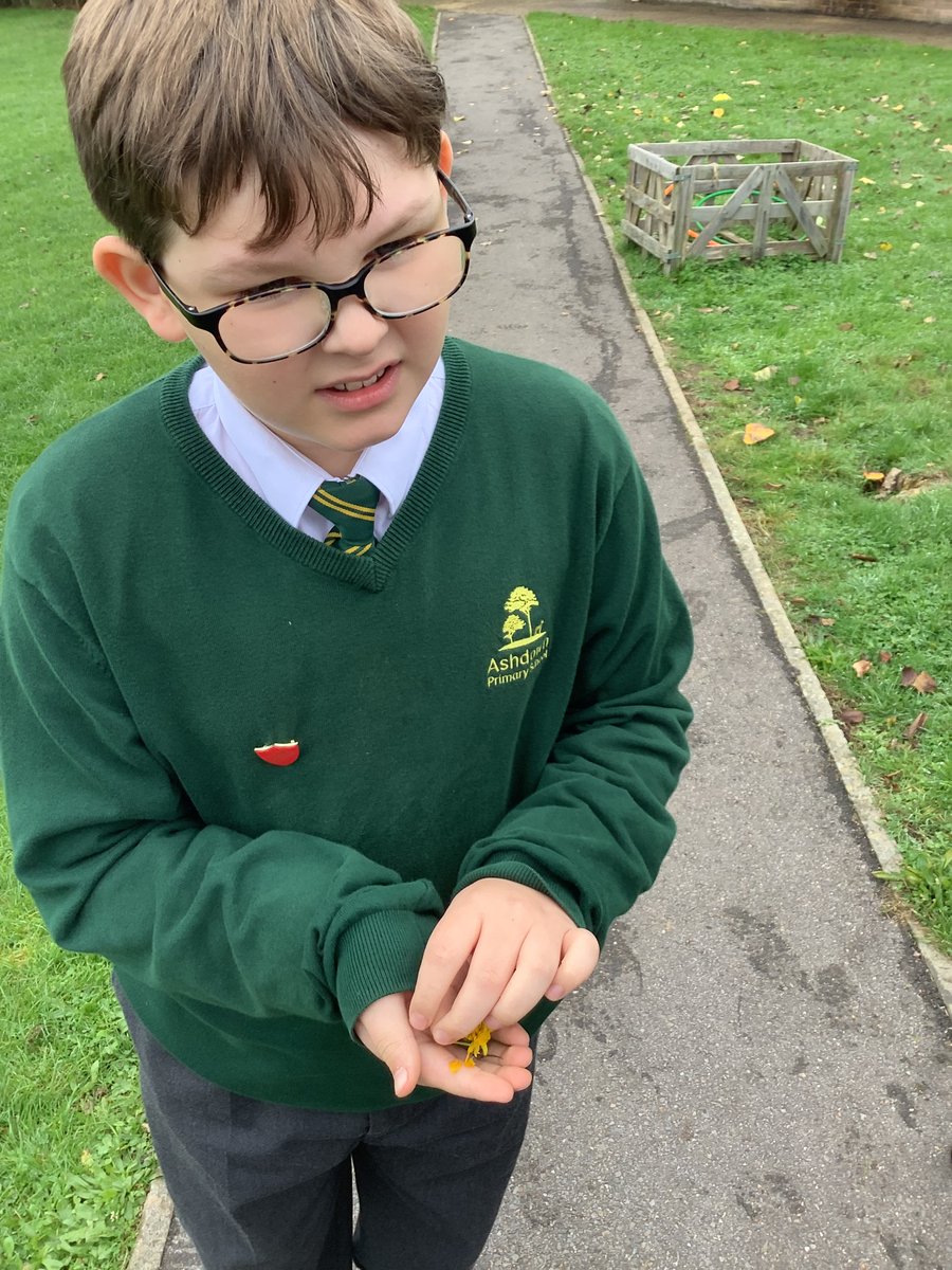 Ashdown Primary School tweet media