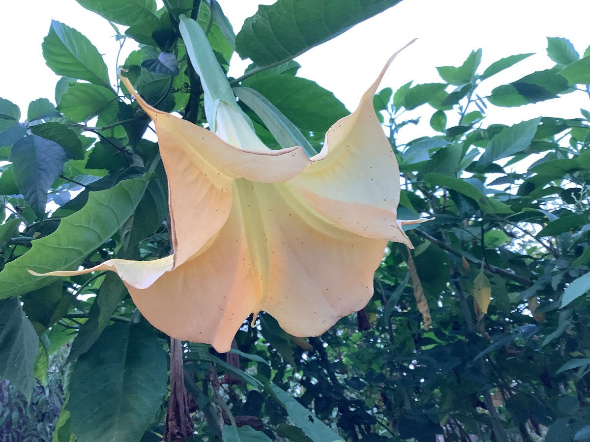 7uAiy's tweet photo. エンジェルトランペット　暑い夏を乗り越えました。 https://t.co/NQU5Gf4EQF