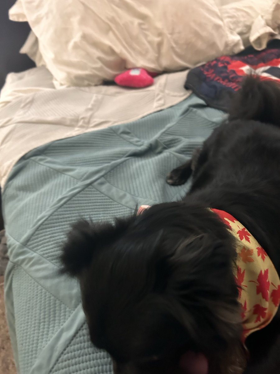 peggy g & peppy (@pugger06) on Twitter photo Happys #wontLookWednesday <a href="/neale_morrison/">Neale and Fergus the Westie!!</a> eberbody! Iz not looks at mom cuz hers want to know how mah barkday bone gots unner her pillow🤣Fergus gib me a alley-bye tho so I finks iss ok now hers duznt fuss at me today to clean up mah toys😂😁🐾♥️🐾 Happys #wontLookWednesday <a href="/neale_morrison/">Neale and Fergus the Westie!!</a> eberbody! Iz not looks at mom cuz hers want to know how mah barkday bone gots unner her pillow🤣Fergus gib me a alley-bye tho so I finks iss ok now hers duznt fuss at me today to clean up mah toys😂😁🐾♥️🐾