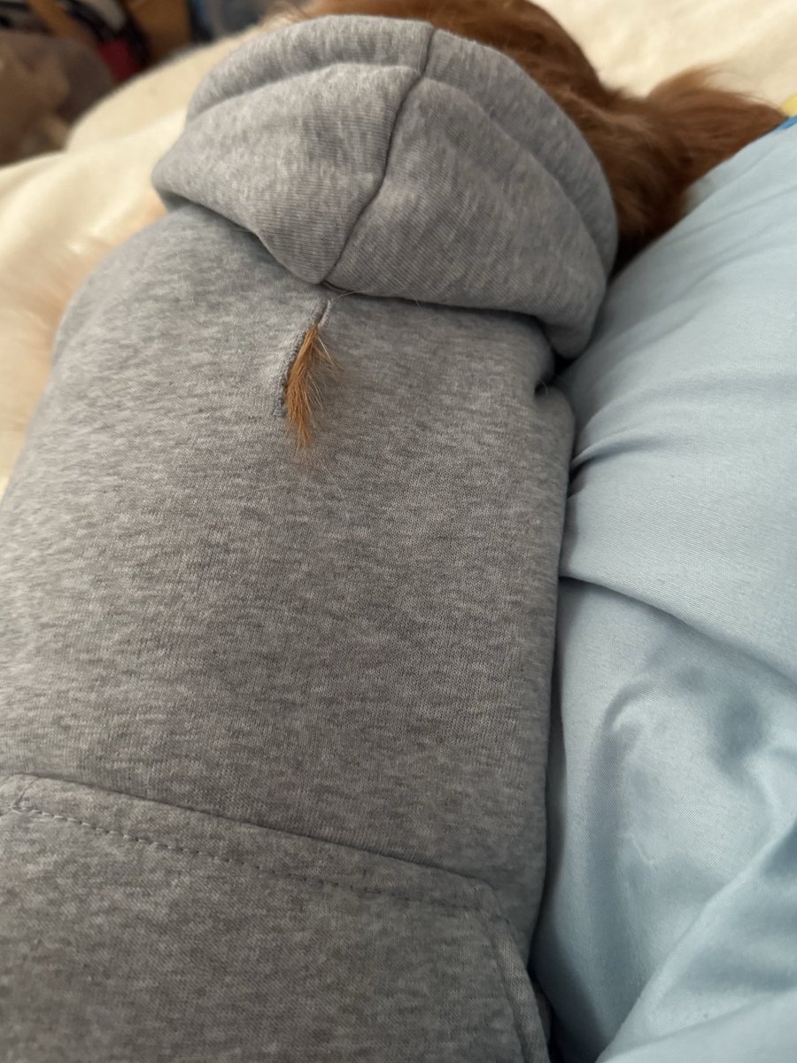 犬もパーカーの季節なんだけど、隙間から毛出てるの愛おしすぎてやばい。