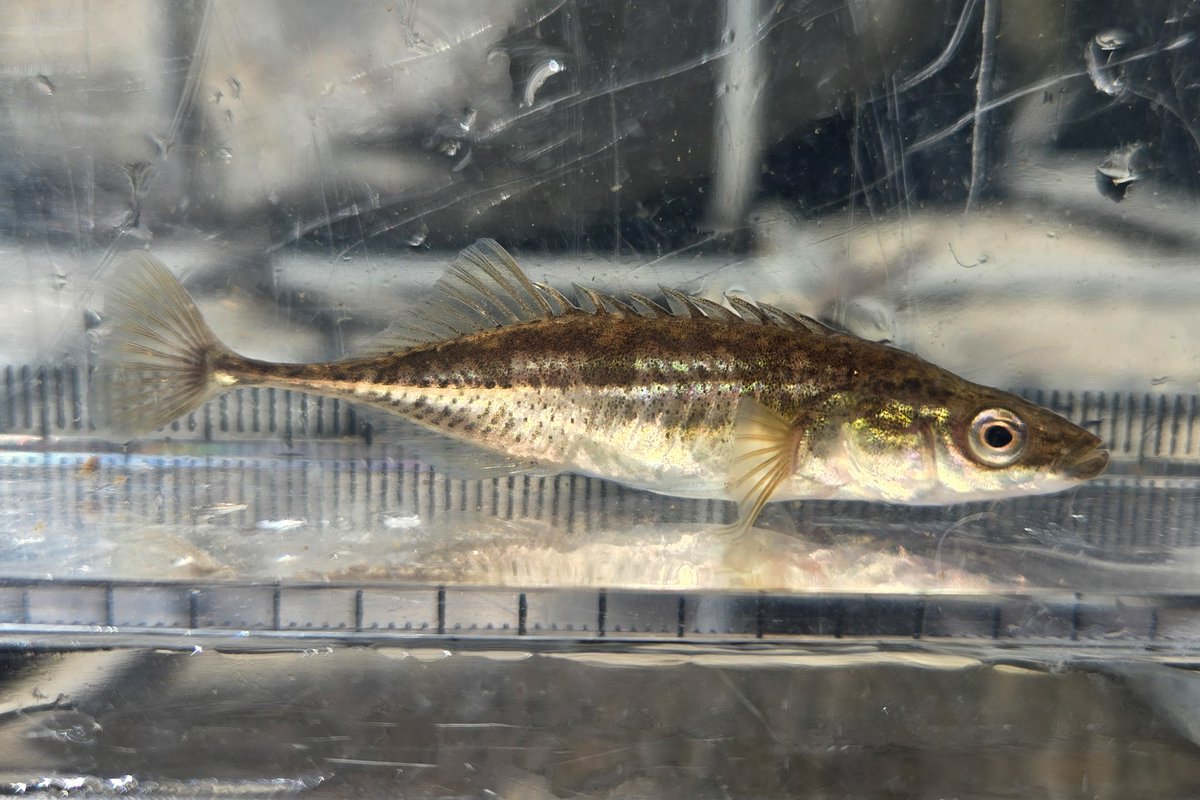 🐟YUMA🐟 (@yuma_sakana) / Posts / X