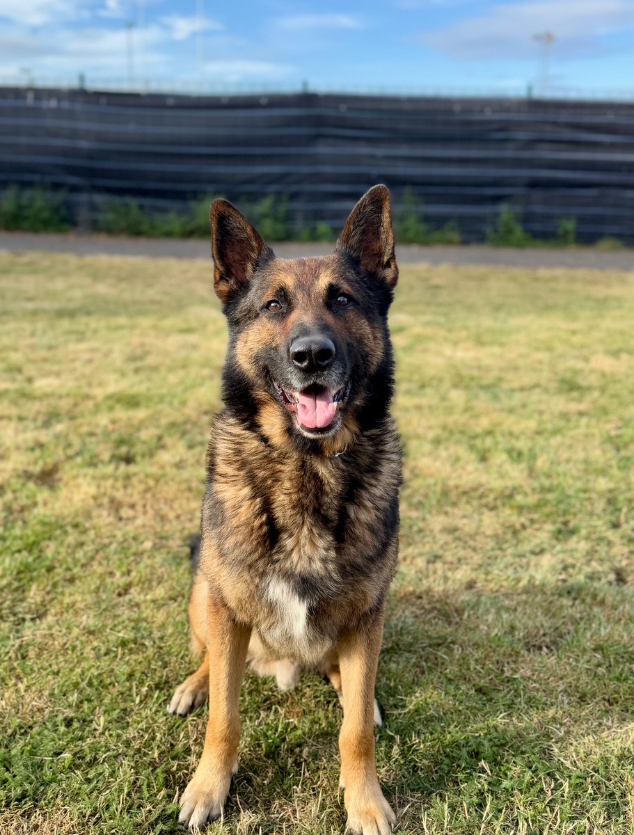 Reports of a possible burglary, turned out to be suspects- breaking into a cannabis farm.
Divisional patrols attended and detained 2 in the commission of the offence.
PD Kyp attended and tracked the 3rd, who was brought down to earth from the top of a fence.🐾🐾