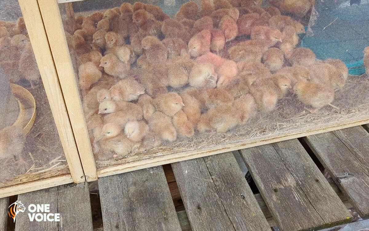 W_Degeorges's tweet image. Voilà comment sont traités les animaux à Jardiland. Il est grand temps d’imposer de nouvelles réformes concernant le bien-être animal, notamment par rapport aux dimensions des cages et des aquariums.