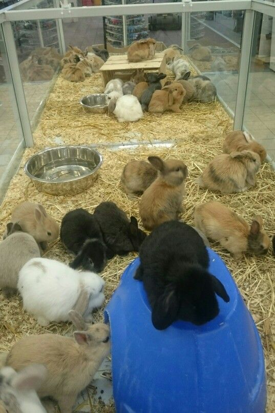 W_Degeorges's tweet image. Voilà comment sont traités les animaux à Jardiland. Il est grand temps d’imposer de nouvelles réformes concernant le bien-être animal, notamment par rapport aux dimensions des cages et des aquariums.