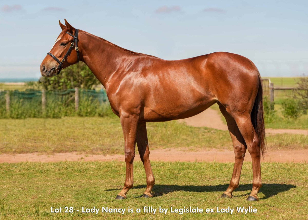 LegislateSaf's tweet photo. Lady Nancy is available on the RCS 2 Year Old Sale from Normandy Stud on 25 October 2025.

She is a powerful looking individual by Legislate out of Lady Wylie. Her dam is a half sister to Gr1 winner, SERGEANT HARDY.
Find her in stable D8 as lot 28.
https://t.co/nqcnW5bQjt https://t.co/9bn7R6XgKC