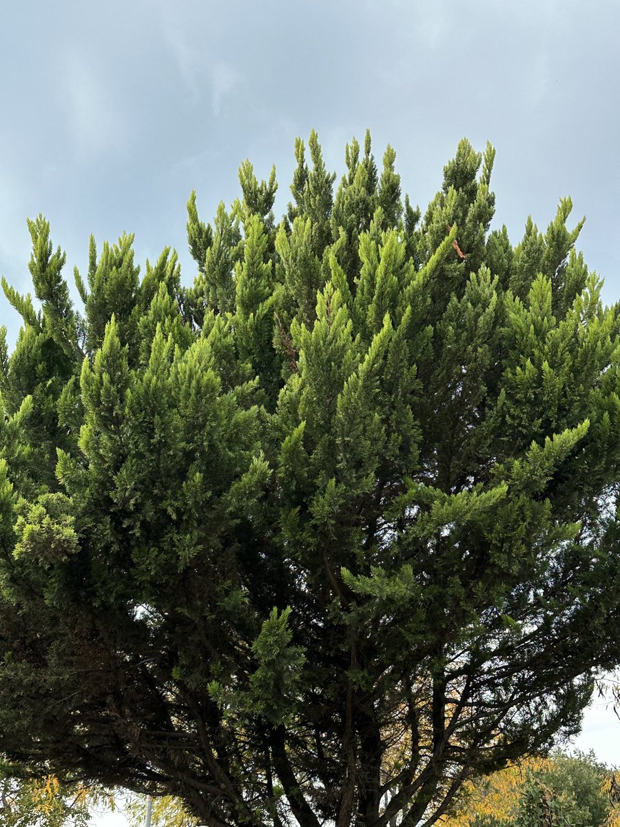 9 günün sonunda bir hava almaya çıkartılmışıdır 🥹 neyse az kaldı.