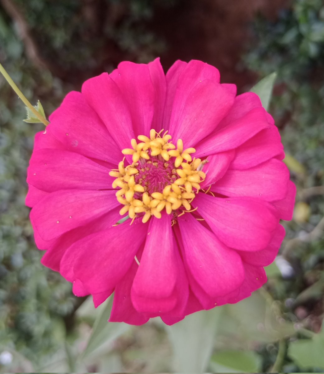 AKIMBO_888's tweet photo. #pinkonwednesday
#macro
#zinnia
A blessed, seventh heaven and captivating pink on Wednesday to us all. ๐โ๏ธ๐โ๏ธ๐
Keep hydrated. ๐ฐ๐ฐ๐ฐ๐ฐ๐ฐ๐ฐ๐ฐ๐ฐ
Stay safe everyone. ๐๐๐ค๐ค๐ซก๐ https://t.co/sAqchAVu72