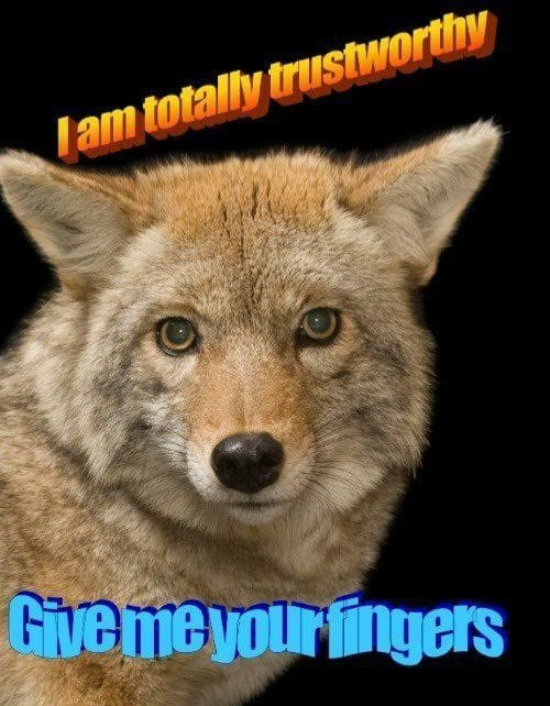 Konservativer Kojote (@coyoservative) on Twitter photo <a href="/DingoOfDingos/">̷A̷̷n̷̷g̷̷e̷̷l̷</a> Rule #2: Yotes are totally safe. Always meet random yotes when they invite you. It would impolite not to. <a href="/DingoOfDingos/">̷A̷̷n̷̷g̷̷e̷̷l̷</a> Rule #2: Yotes are totally safe. Always meet random yotes when they invite you. It would impolite not to.