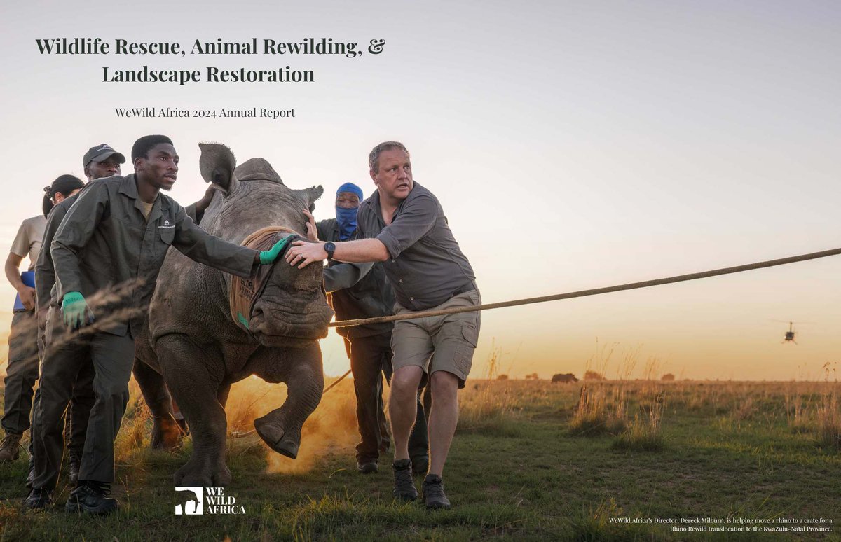 Welcome to the 2024 WeWild Africa Annual Report —from completing the world’s largest vulture translocation (163 birds, 1,042 km), to rhino, cheetah, and black-footed cat projects, and landscape recovery at Loskop Dam. Explore the full report: wewildafrica.com/wewild-africa-…