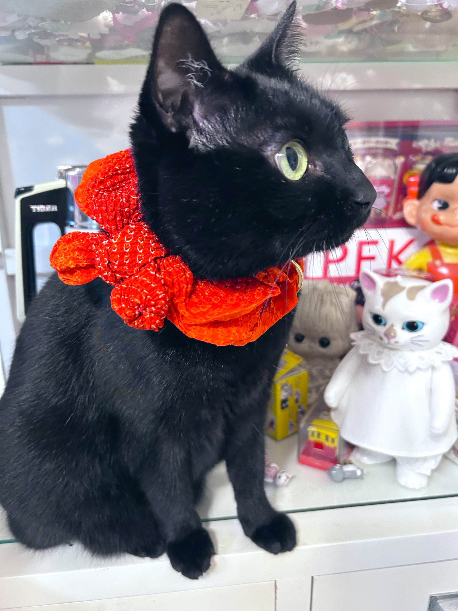 きのこのこのこ きのこオールスターズ きのこの唄 歌詞 - 歌ネット