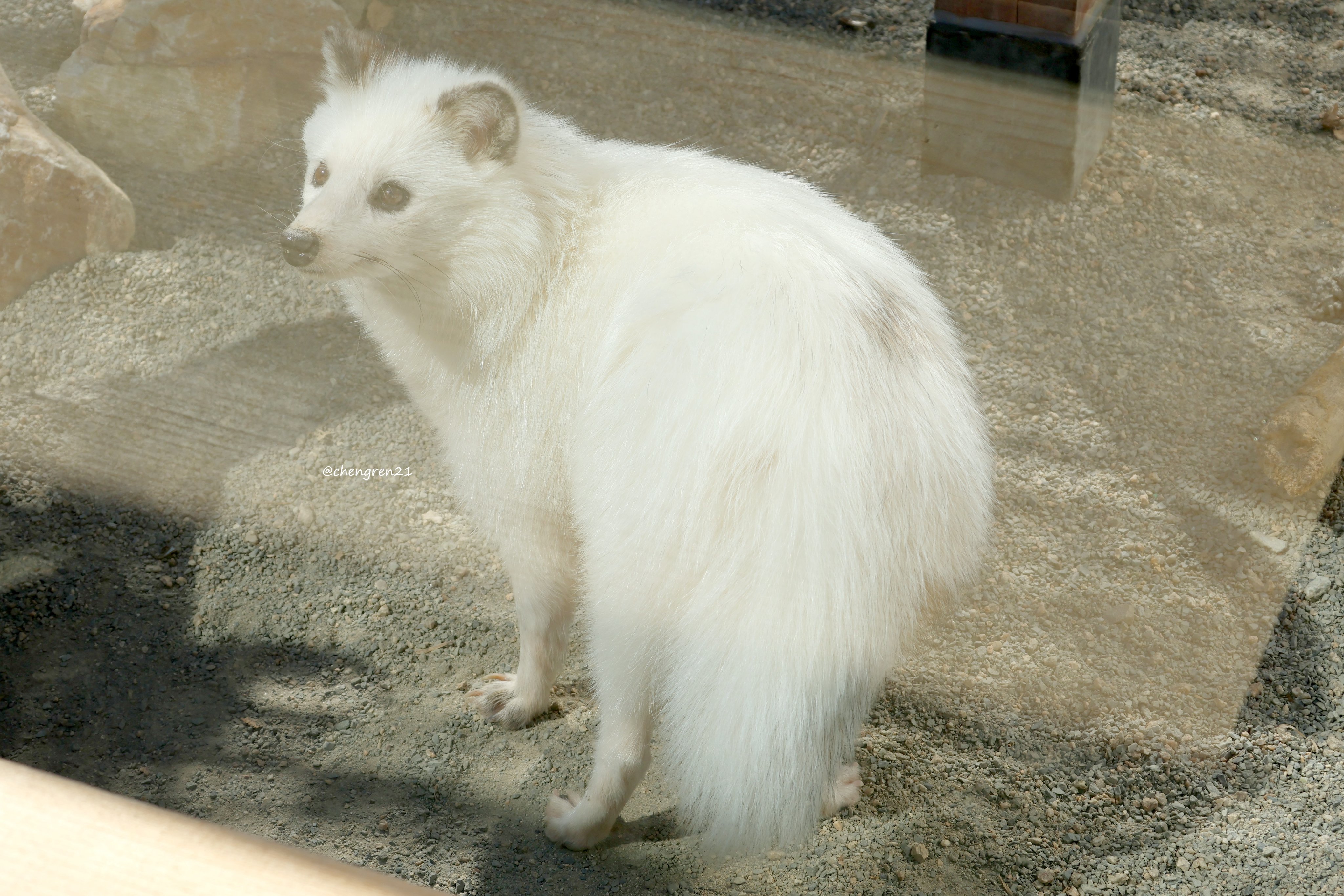 たぬき Cheng-Ren🦊🐺 on X: 