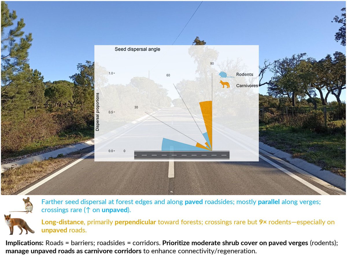 Roads shape seed dispersal by rodents and carnivores at forest edges 🛣️ 

These findings highlight the role of roads as barriers and of roadsides as corridors for mammal-mediated seed dispersal 🐭 

Read here: buff.ly/cMAJEde