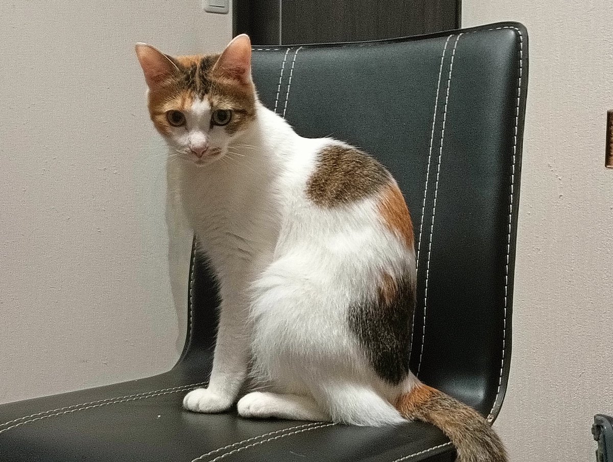 ただいまやで
しばらくイスは貸してやるんやで