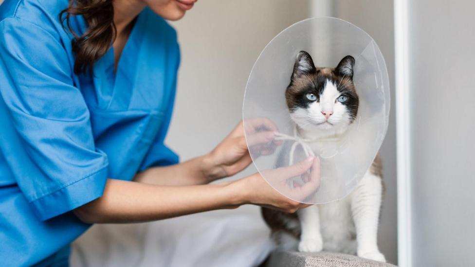 UK competition watchdog urges vets to publish prices and reveal corporate links as practices face scrutiny over fees rising nearly twice as fast as inflation. The CMA is considering price caps and stricter transparency after cases of pet owners receiving bills of £12k+.